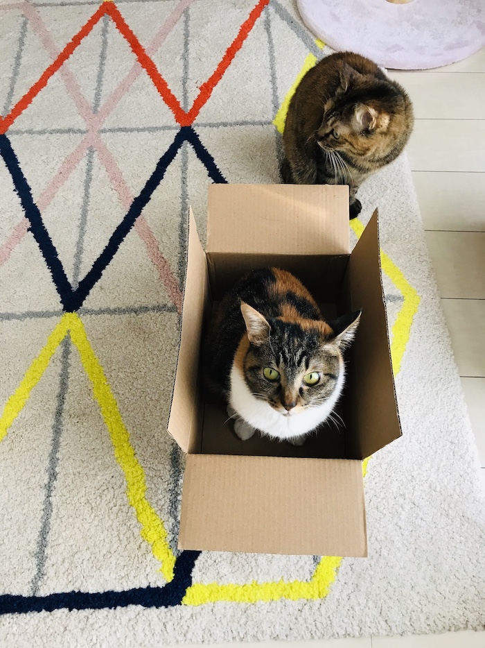 Aiko's cats are her models. Credits: Aiko Fukawa